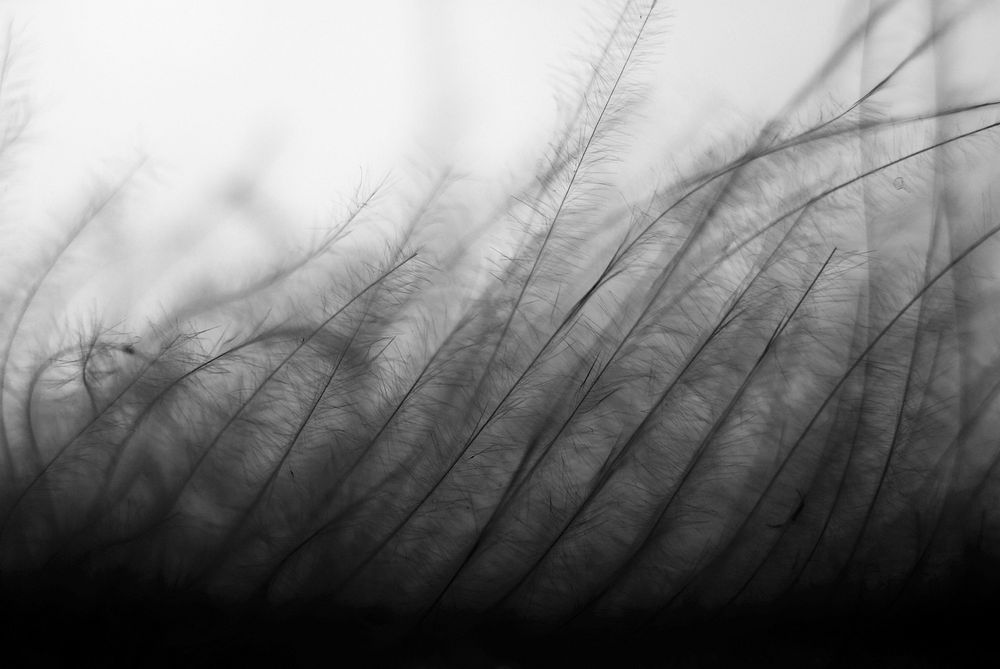 Black and white wallpaper with windswept plants. Original public domain image from Wikimedia Commons