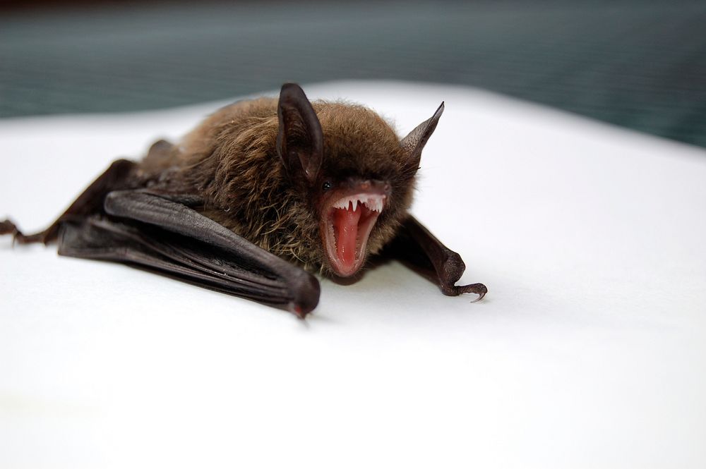 A bat roaring on white background. Original public domain image from Wikimedia Commons