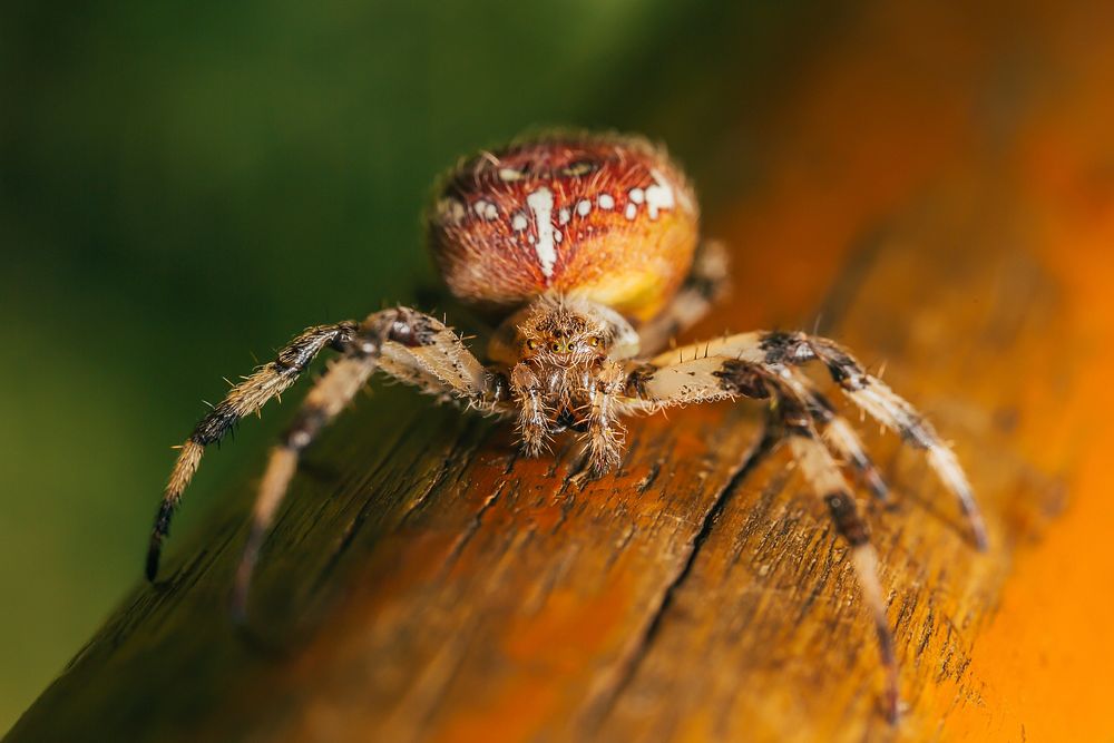 Brown spider. Original public domain image from Wikimedia Commons