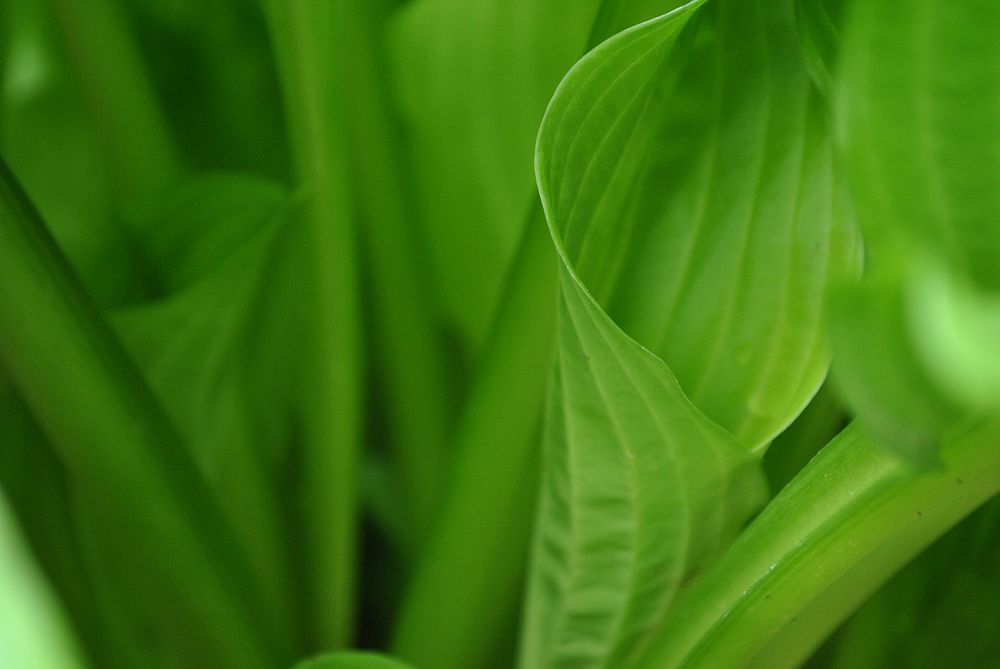 Green leafs. Original public domain image from Wikimedia Commons