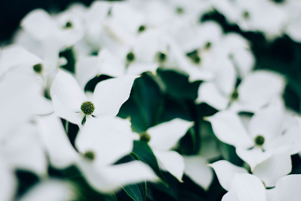 A blurry shot of delicate white flowers growing wild. Original public domain image from Wikimedia Commons