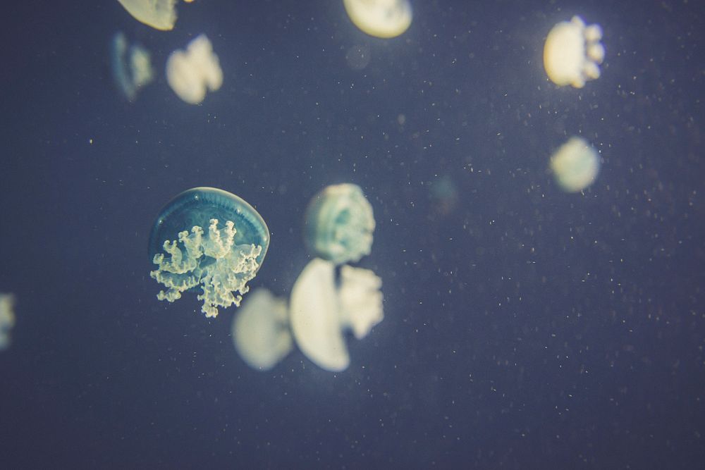 Jellyfish. Original public domain image from Wikimedia Commons