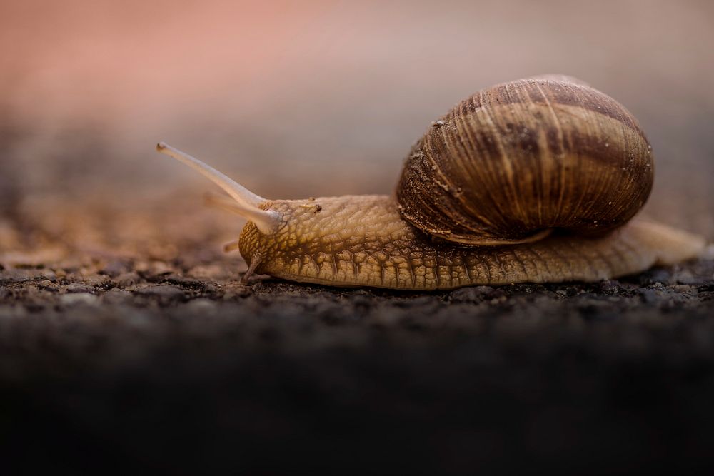 Brown snail. Original public domain image from Wikimedia Commons