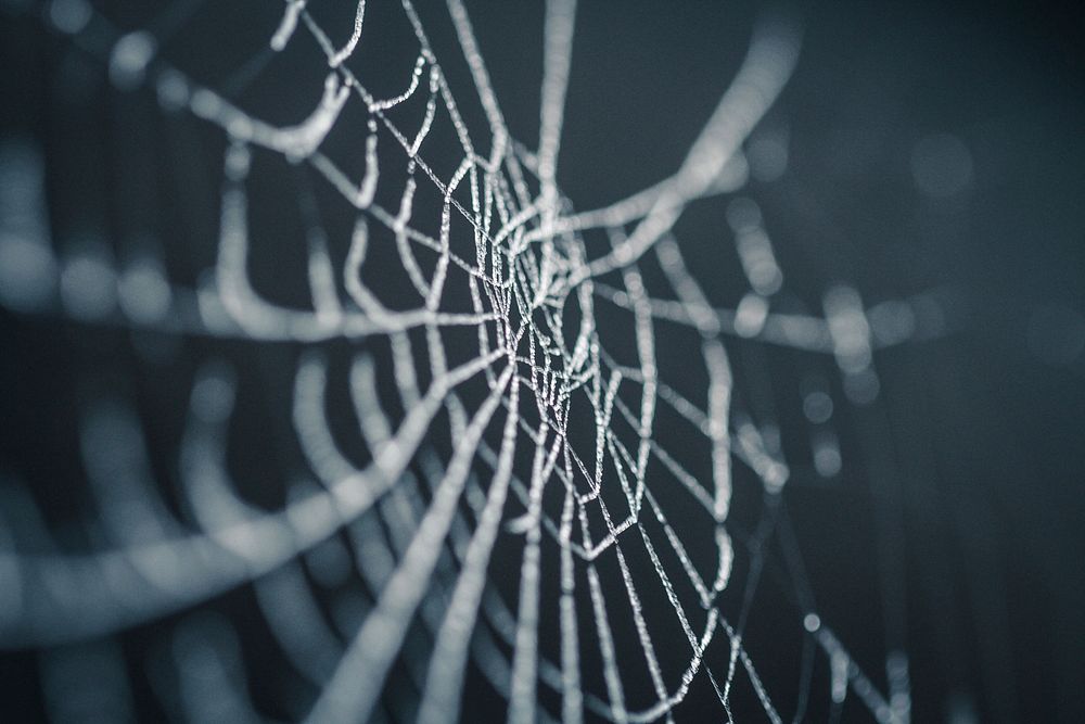 A close-up of a frozen spider web in Neumühl.. Original public domain image from Wikimedia Commons