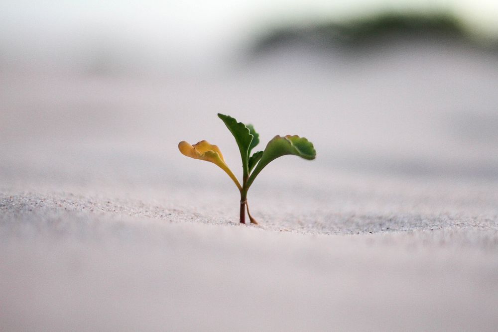 Sprout on sand. Original public domain image from Wikimedia Commons