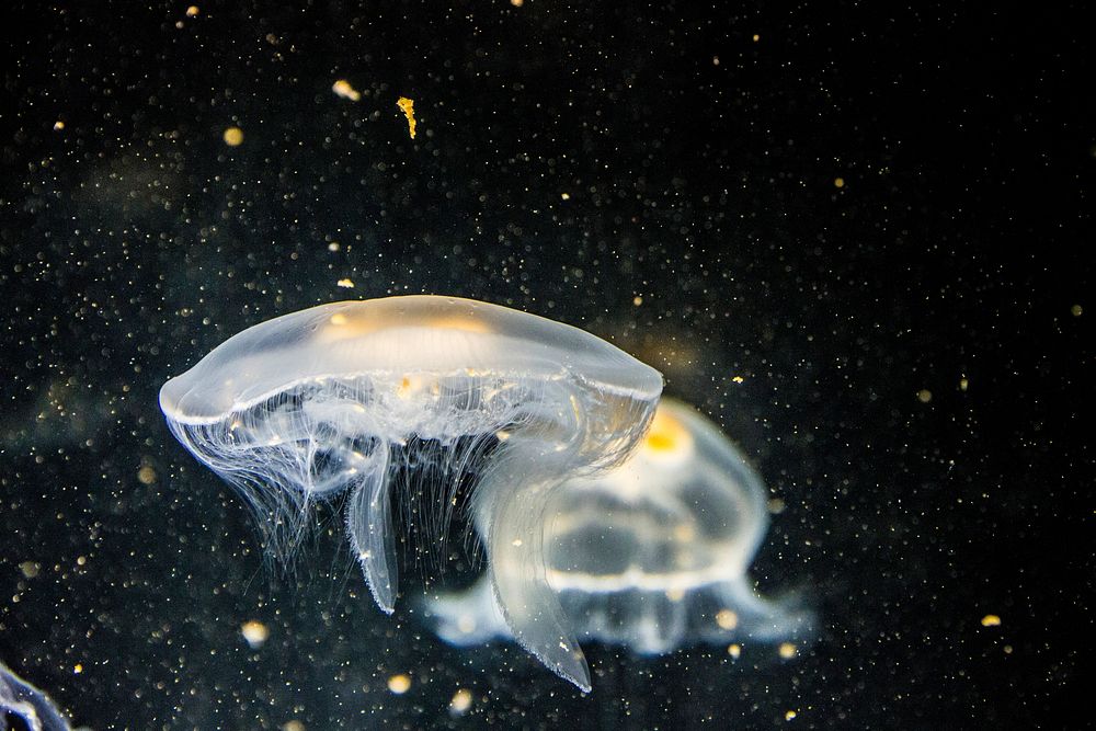 White jellyfish. Original public domain image from Wikimedia Commons