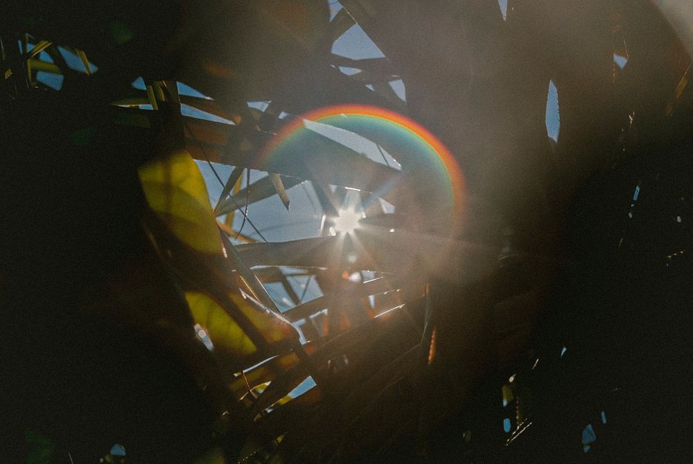 Rainbow sunflare shines through blades of grass and plant leaves. Original public domain image from Wikimedia Commons