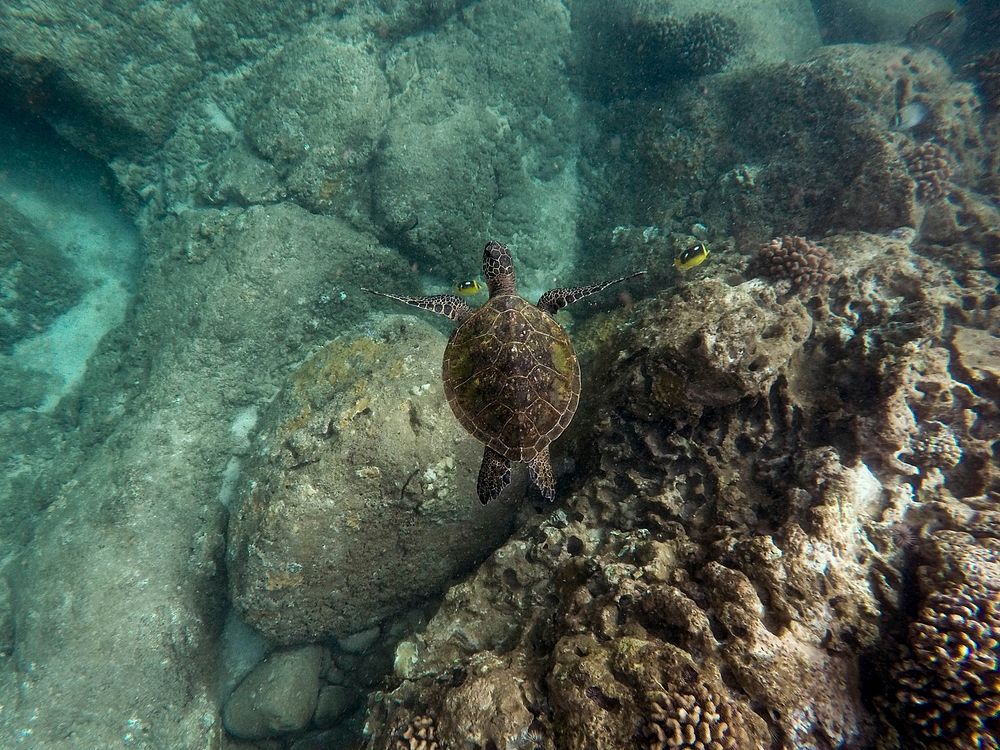Brown turtle. Original public domain image from Wikimedia Commons