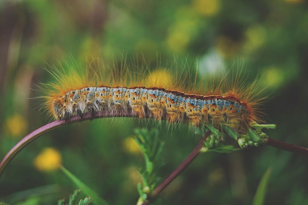 Yellow worm. Original public domain image from Wikimedia Commons