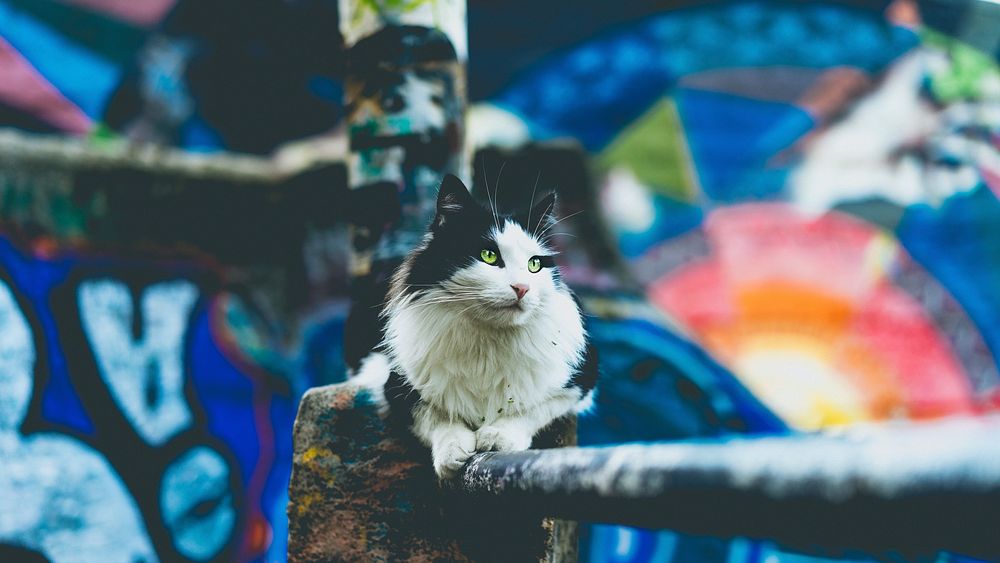 Black and white cat sitting on handrail with colorful graffiti street art mural in background. Original public domain image…