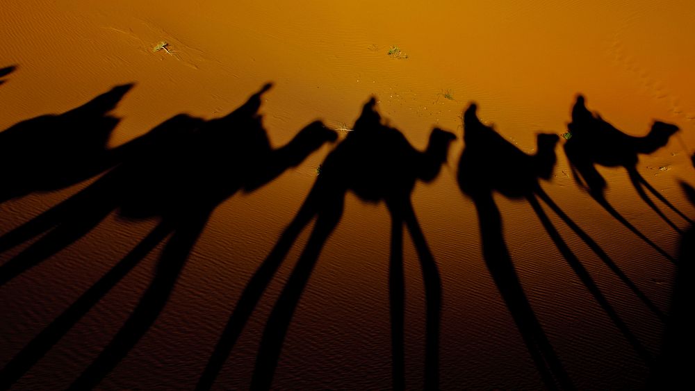 Silhouette of camels. Original public domain image from Wikimedia Commons