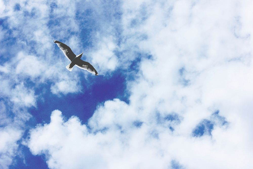 Seagull flying in cloudy sky. Original public domain image from Wikimedia Commons