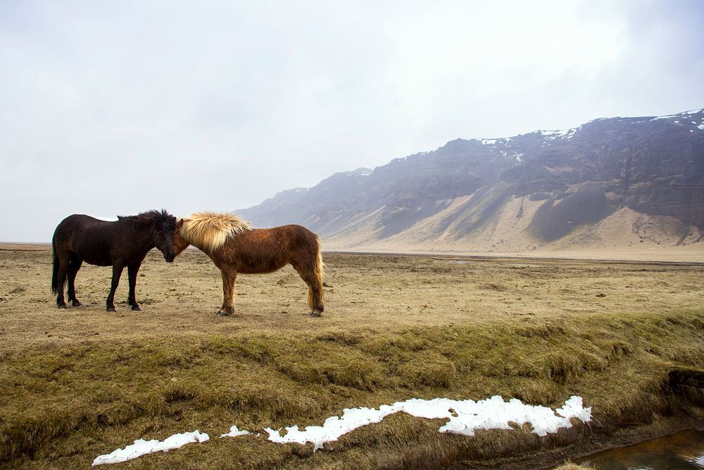 Two horses affectionately rubbing their heads against each other. Original public domain image from Wikimedia Commons