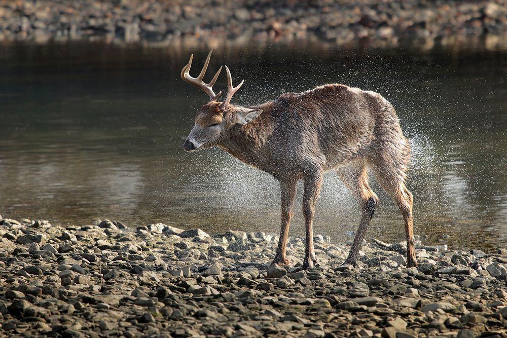 A stag shaking off the water off its fur on a rocky river shore in Maumee. Original public domain image from Wikimedia…