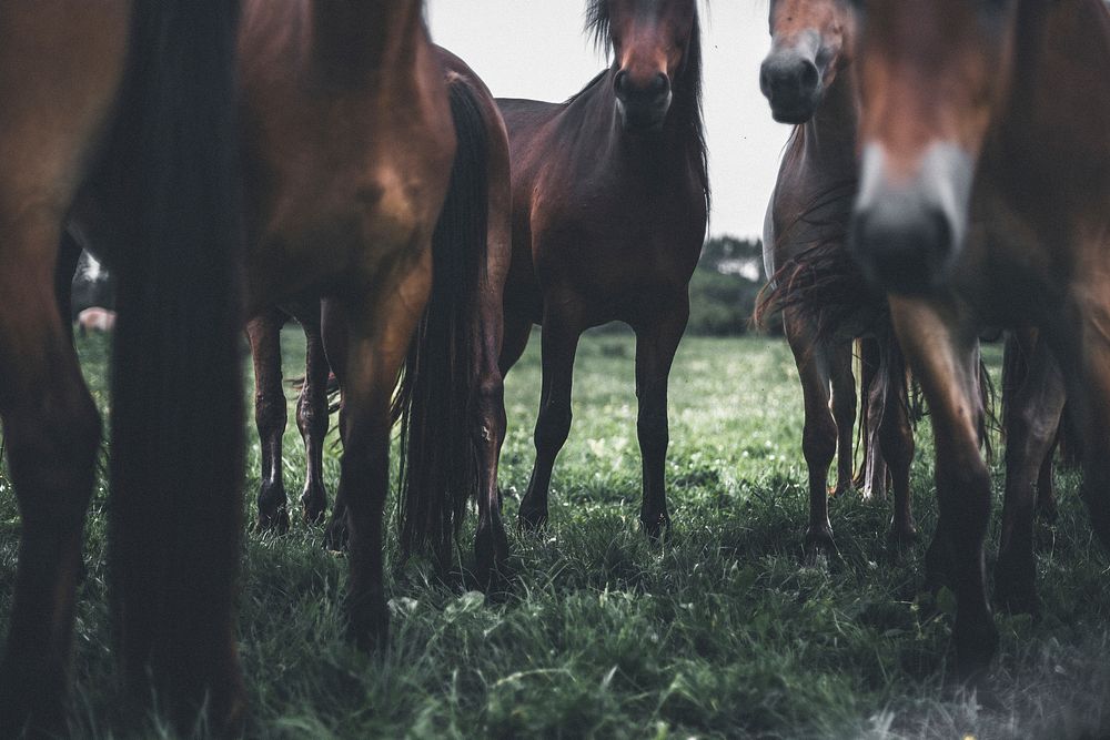 Legs and torsos of several bay horses standing in green grass. Original public domain image from Wikimedia Commons