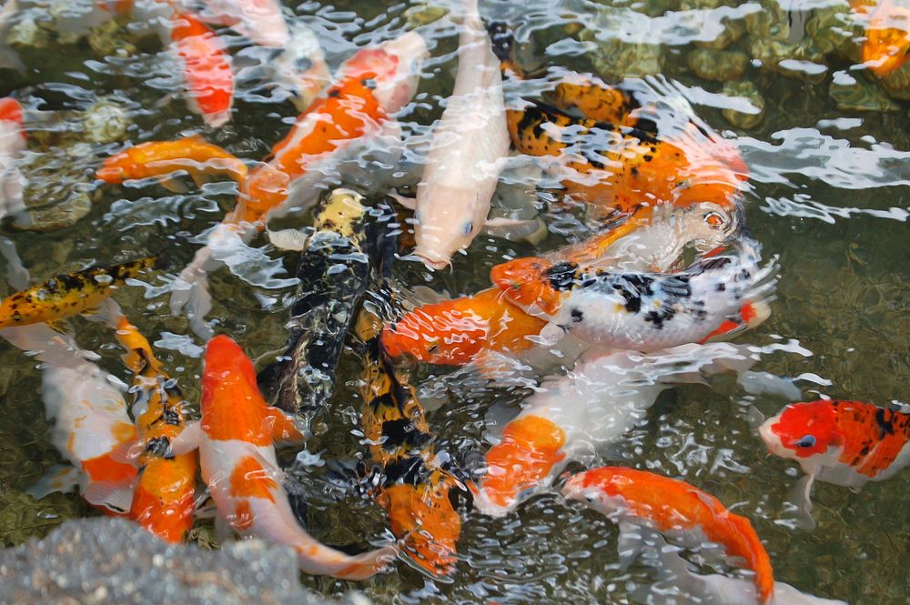 Carp fish. Original public domain image from Wikimedia Commons