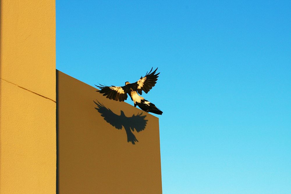 Magpie’s Shadow. Original public domain image from Wikimedia Commons
