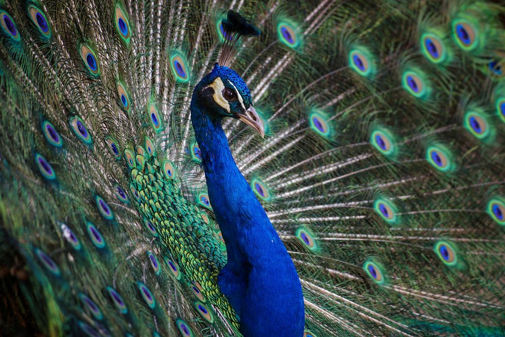Colorful peacock with a blue head and vibrant feathers proudly displays its plumage. Original public domain image from…