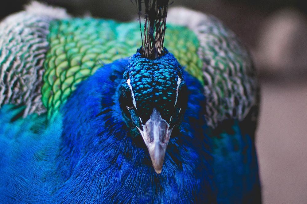 Peacock, vibrant blue, green feathers. Original public domain image from Wikimedia Commons