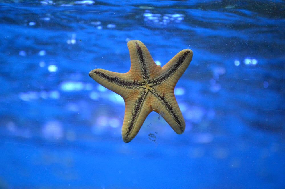 Starfish. Original public domain image from Wikimedia Commons
