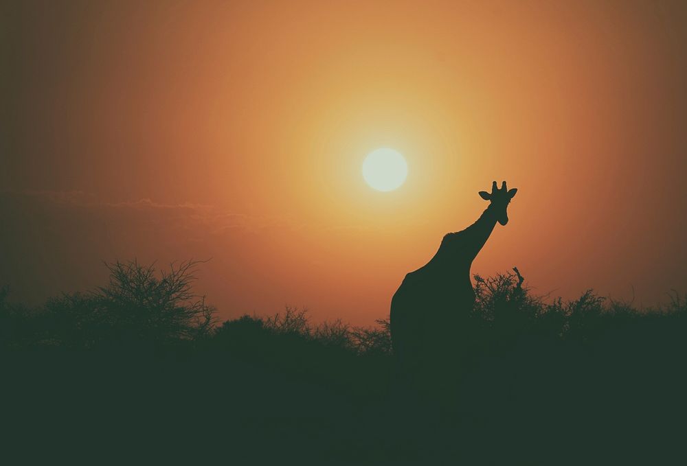 Silhouette Giraffe. Original public domain image from Wikimedia Commons