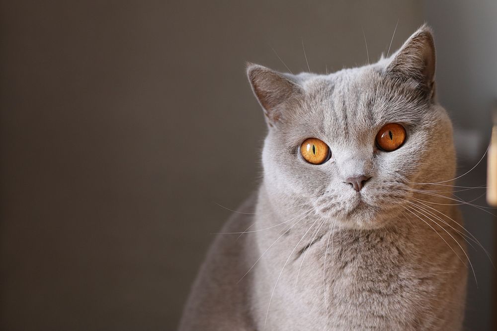 Orange eyed gray cat. Original public domain image from Wikimedia Commons