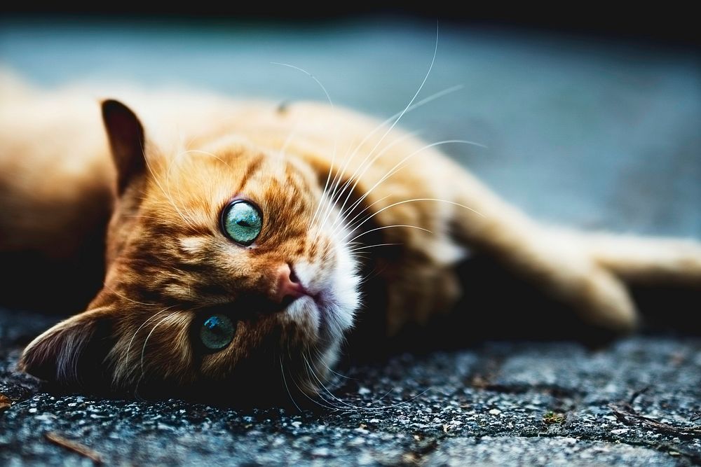 A ginger cat looks at the camera while lying down on its side. Original public domain image from Wikimedia Commons