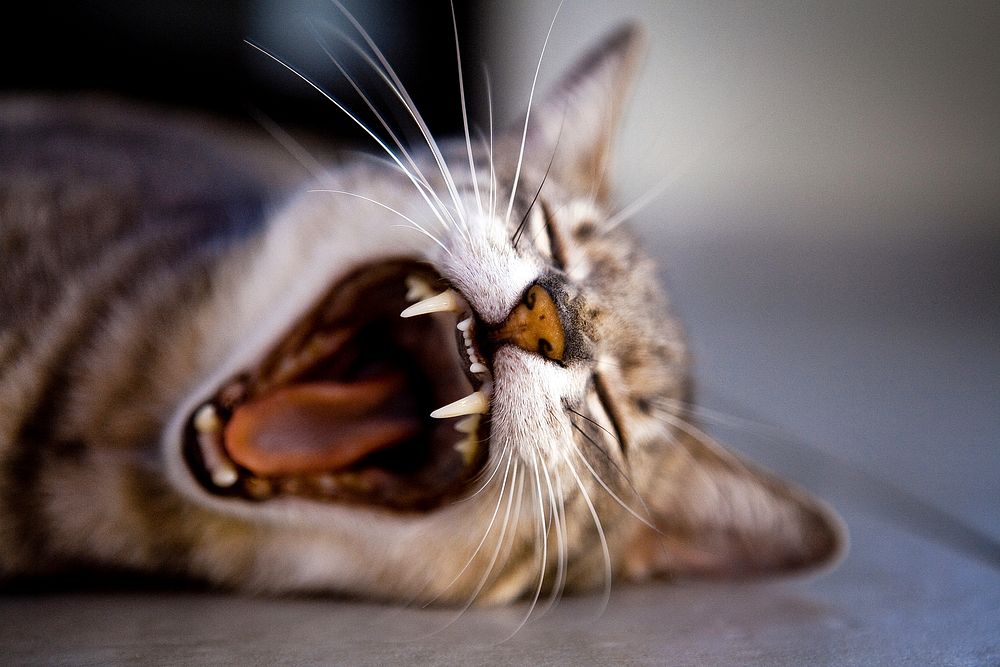 Tabby cat yawning close-up shot. Original public domain image from Wikimedia Commons