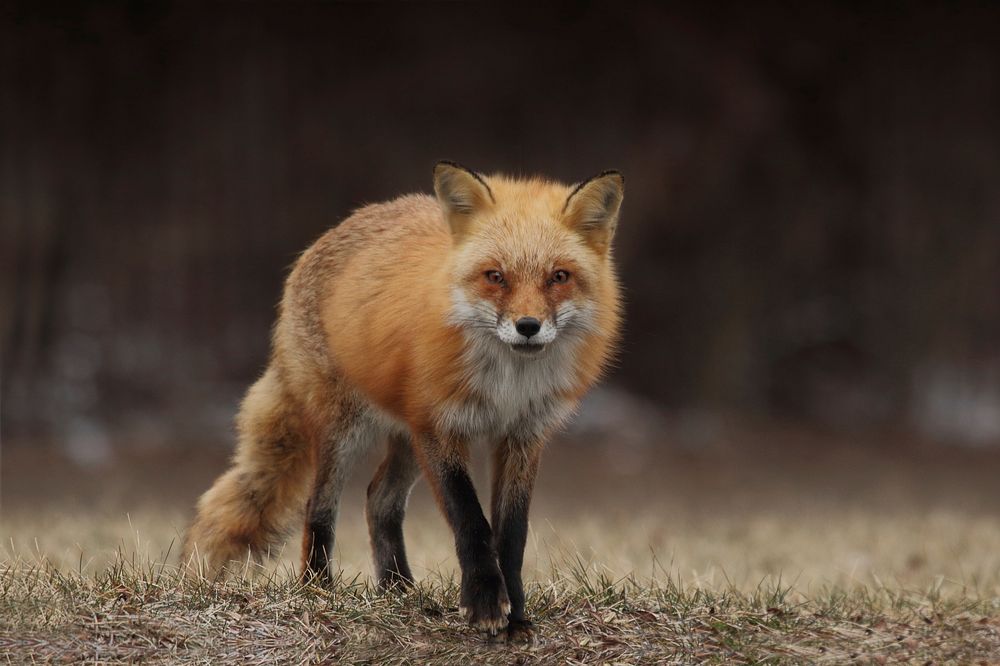 Fox walking on dried grass. Original public domain image from Wikimedia Commons