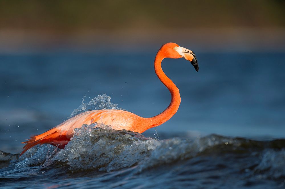 Pink flamingo swims alone in the ocean waves. Original public domain image from Wikimedia Commons
