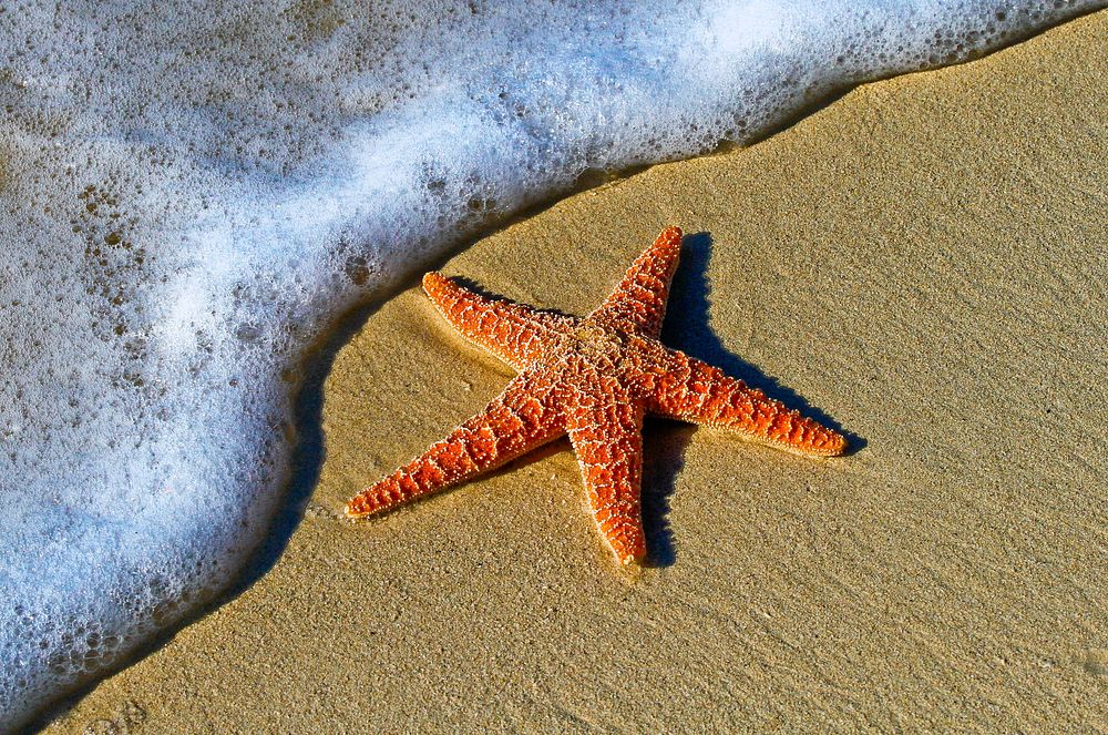 Starfish on a sand beach by the ocean foam at Key West. Original public domain image from Wikimedia Commons