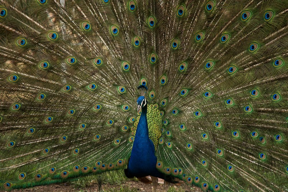 Peacock. Original public domain image from Wikimedia Commons