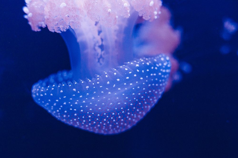 Jellyfish in the Aquarium. Original public domain image from Wikimedia Commons