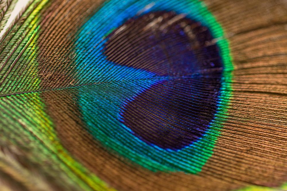 Photography of peacock feather. Original public domain image from Wikimedia Commons