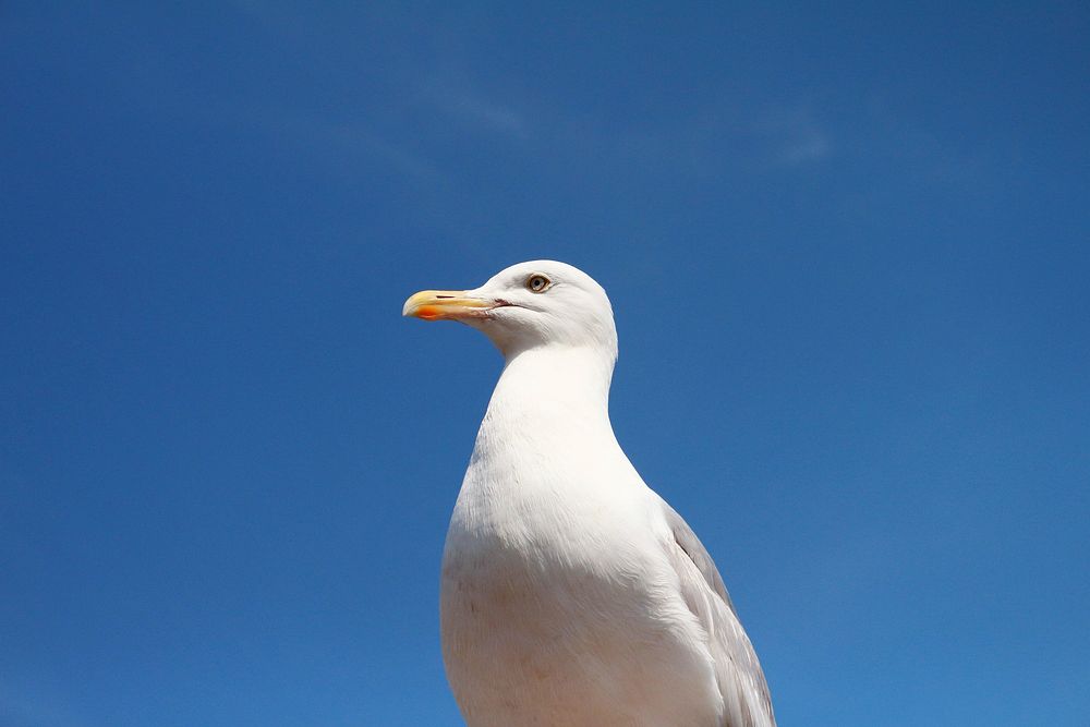 Seagull against blue sky. Original public domain image from Wikimedia Commons