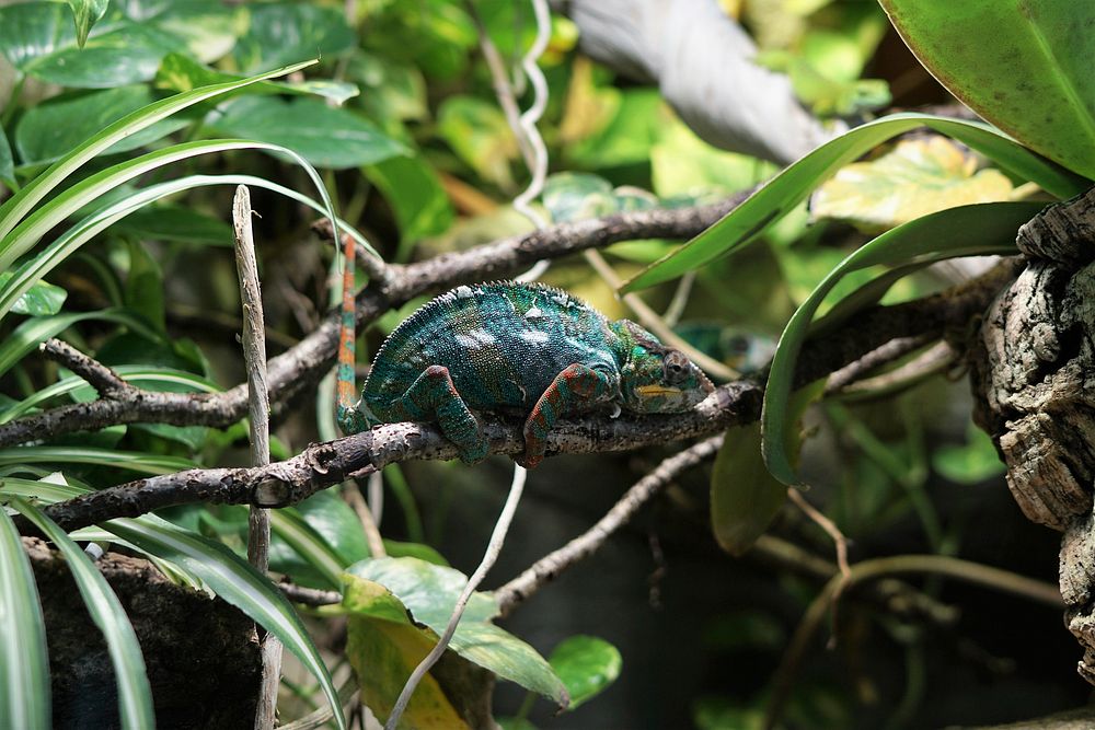 Chameleon sits on a branch in the jungle blending in with the leaves. Original public domain image from Wikimedia Commons