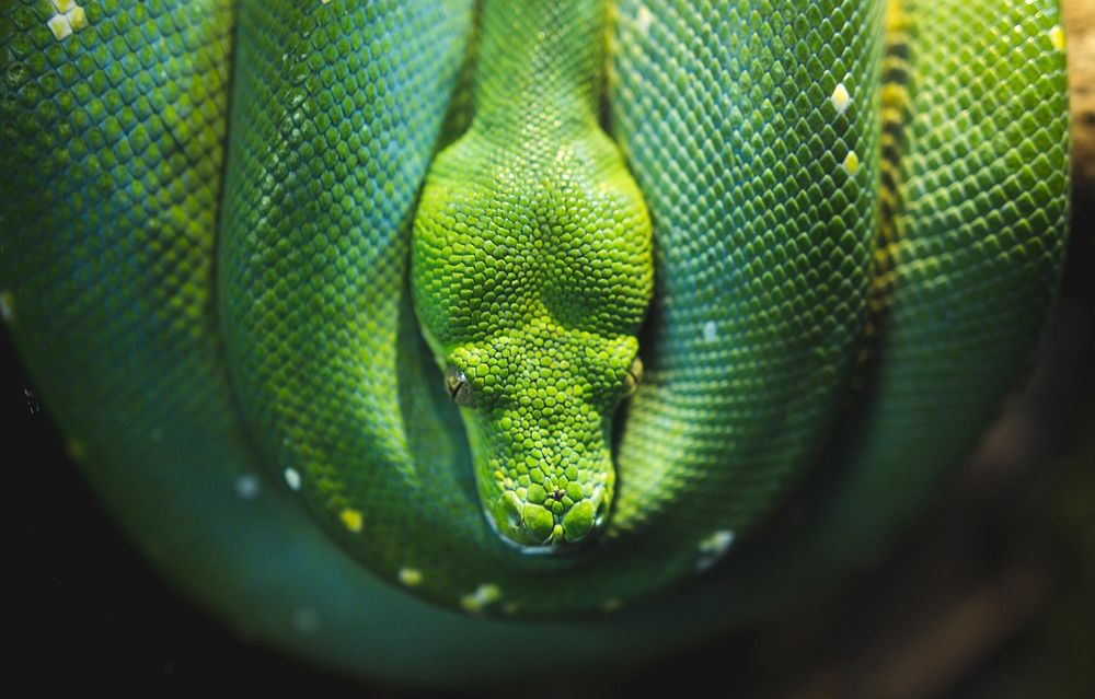 Green snake coiled up. Original public domain image from Wikimedia Commons