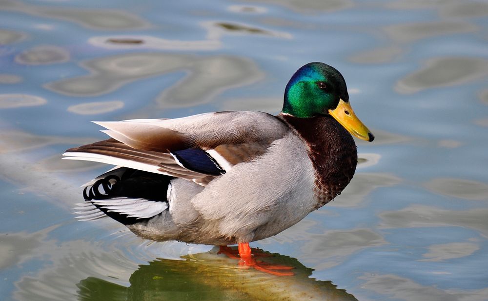 Mallard duck. Original public domain image from Wikimedia Commons