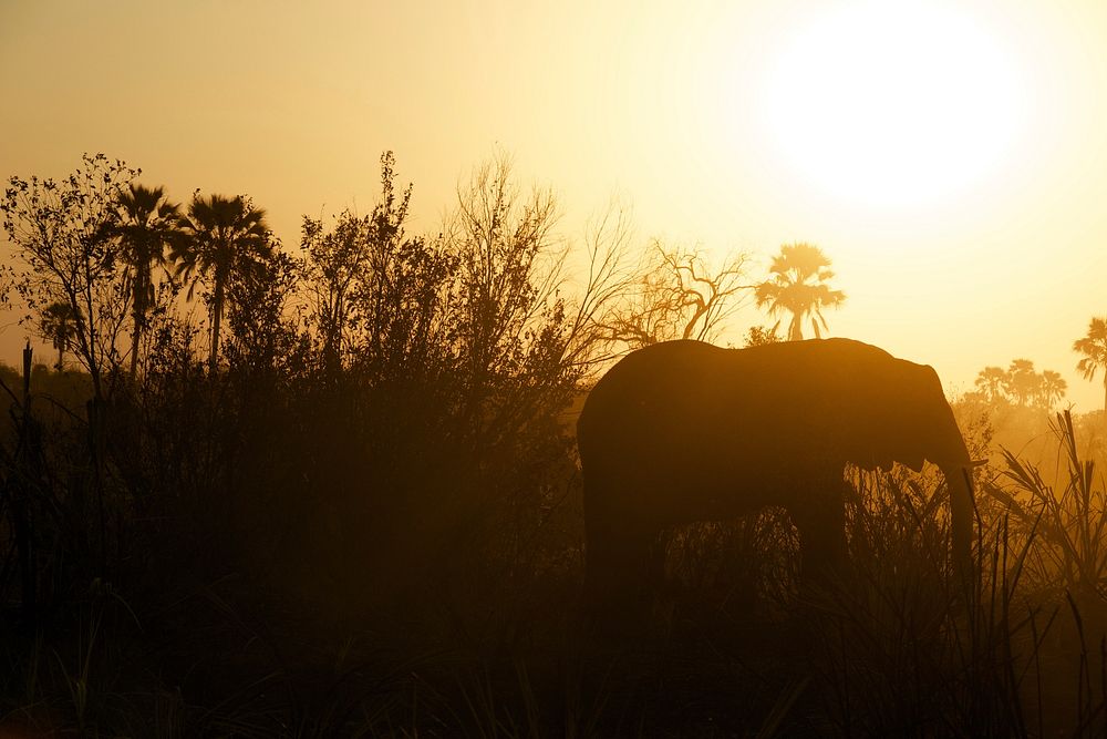 Elephant. Original public domain image from Wikimedia Commons