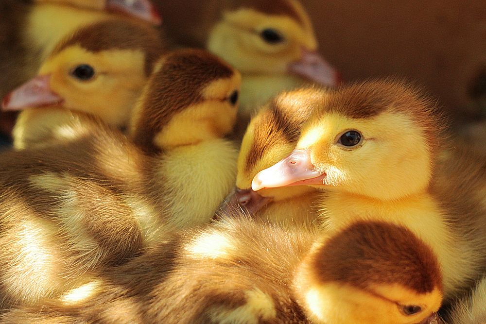 Brown and yellow duckling chicks. Original public domain image from Wikimedia Commons