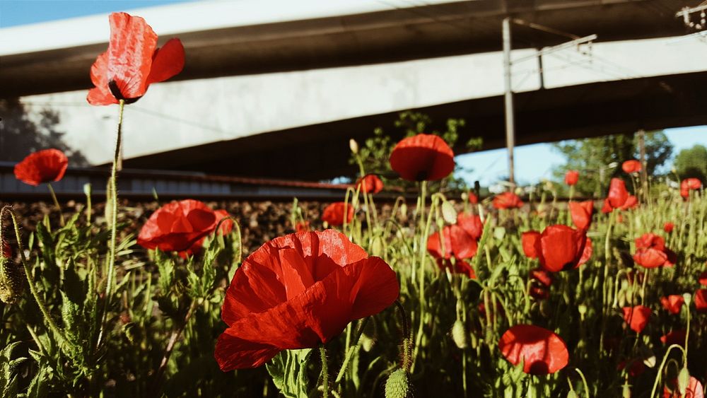 A field of red poppies near a large concrete structure. Original public domain image from Wikimedia Commons