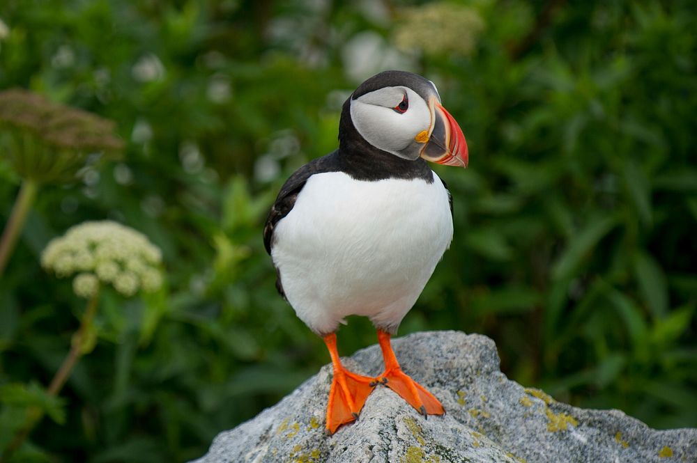 Atlantic Puffin stands on a rock in front of lots of green vegetation on Machias Seal Island. Original public domain image…