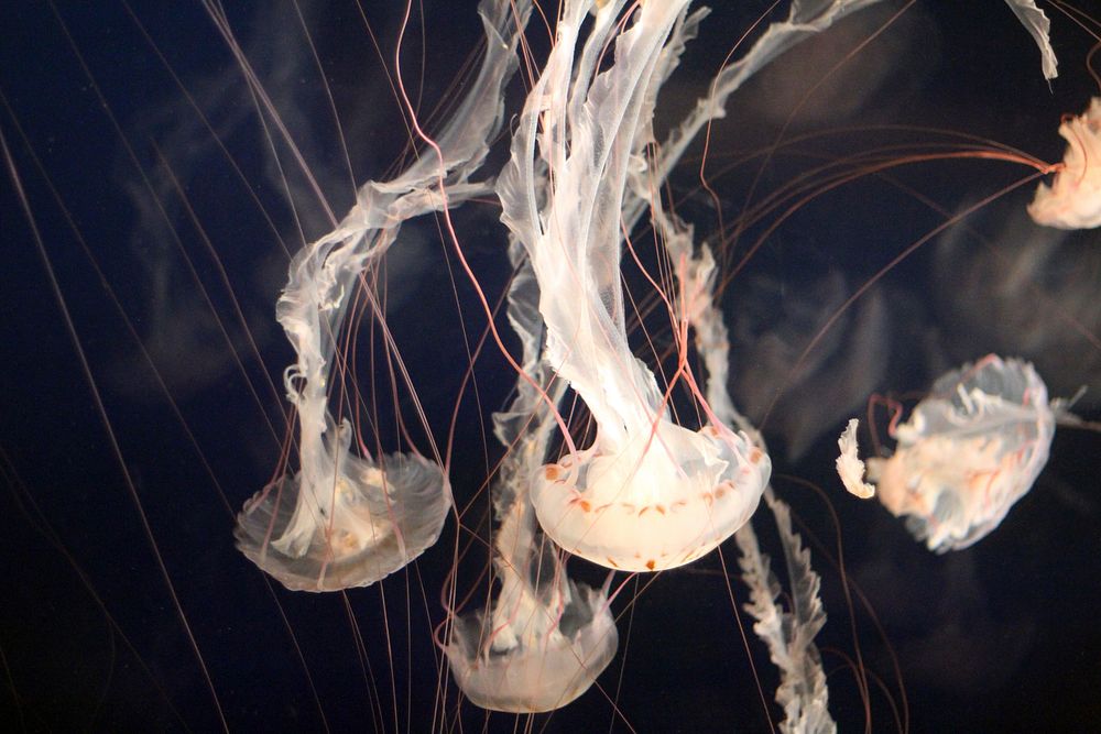 Jellyfish on black background. Original public domain image from Wikimedia Commons