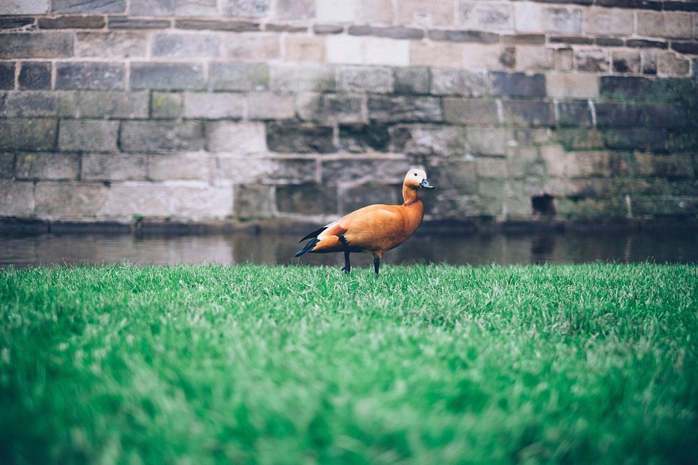An orange duck with a black beak walking on cut grass in front of a moat and a stone wall. Original public domain image from…