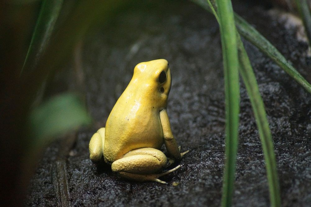 Golden frog on black wet soil. Original public domain image from Wikimedia Commons