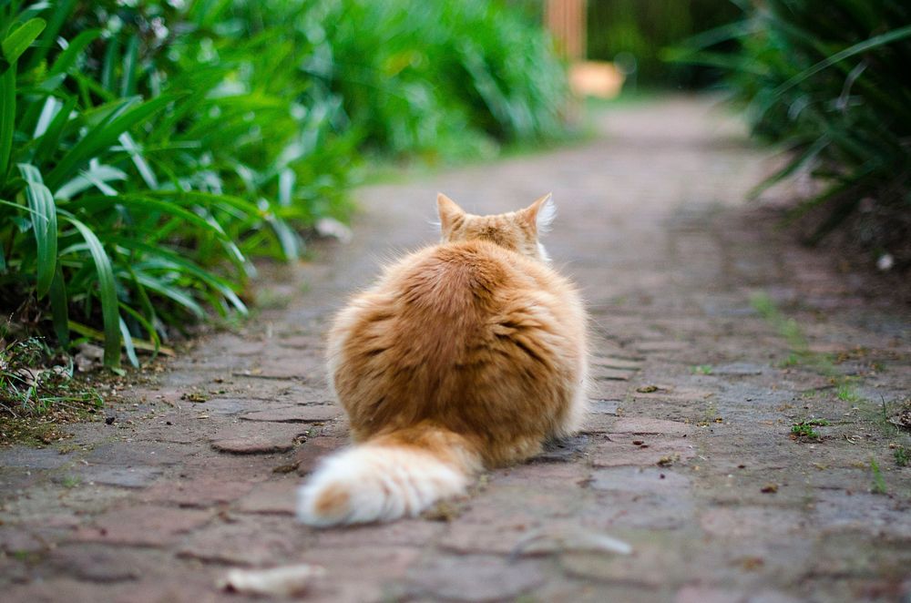 Back view of orange cat sitting on pavement. Original public domain image from Wikimedia Commons