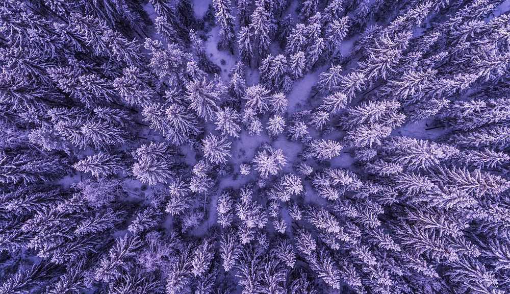 A drone shot of a snowy evergreen forest in Menkerud. Original public domain image from Wikimedia Commons