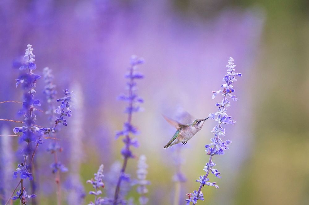 A hummingbird feeding on lavender flowers. Original public domain image from Wikimedia Commons