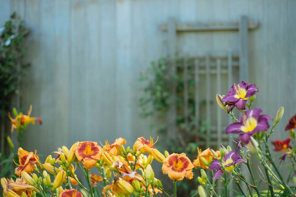 Orange and purple flowers in bloom with a wooden wall in the background. Original public domain image from Wikimedia Commons