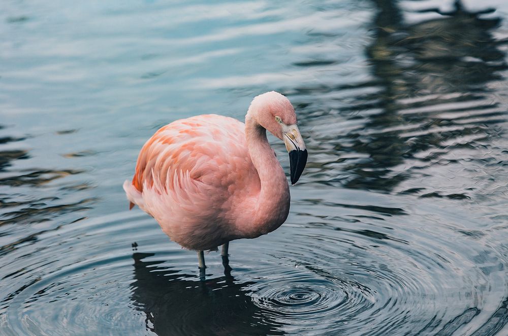 Pink flamingo stands in a rippling lake. Original public domain image from Wikimedia Commons